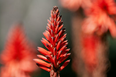 Close-up of red flower