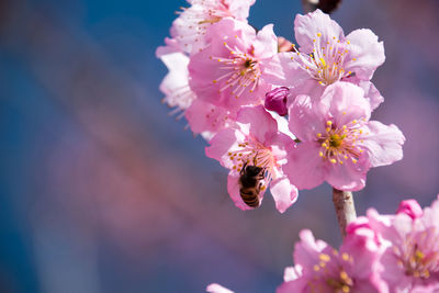 Close-up of bee pollinating flower