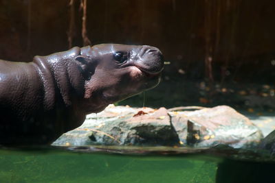 Baby hippo at singapore zoo