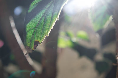 Close-up of caterpillar on plant