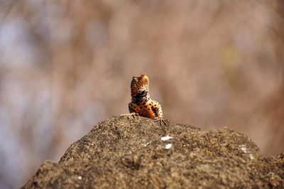 Close-up of lizard on rock