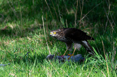 Close-up of bird perching on field