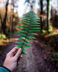 Cropped image of hand holding leaf against tree