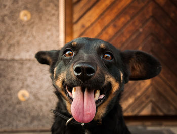 Close-up portrait of dog