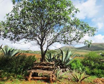 Trees on landscape