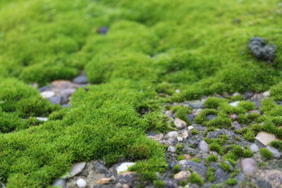 Close-up of moss growing on rock