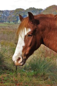 Close-up of horse standing on grass