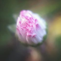 Close-up of pink flower