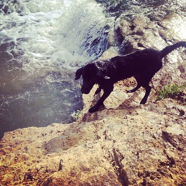 water, animal themes, mammal, one animal, dog, pets, domestic animals, high angle view, rock - object, sea, nature, splashing, motion, sunlight, day, surf, outdoors, standing, shore, wave