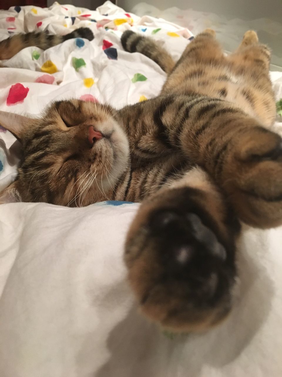 CLOSE-UP OF CAT SLEEPING ON BED