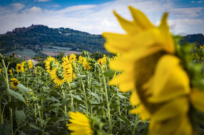 Close-up of yellow flowering plant on field