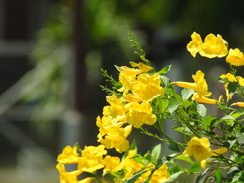 Close-up of yellow flowering plant