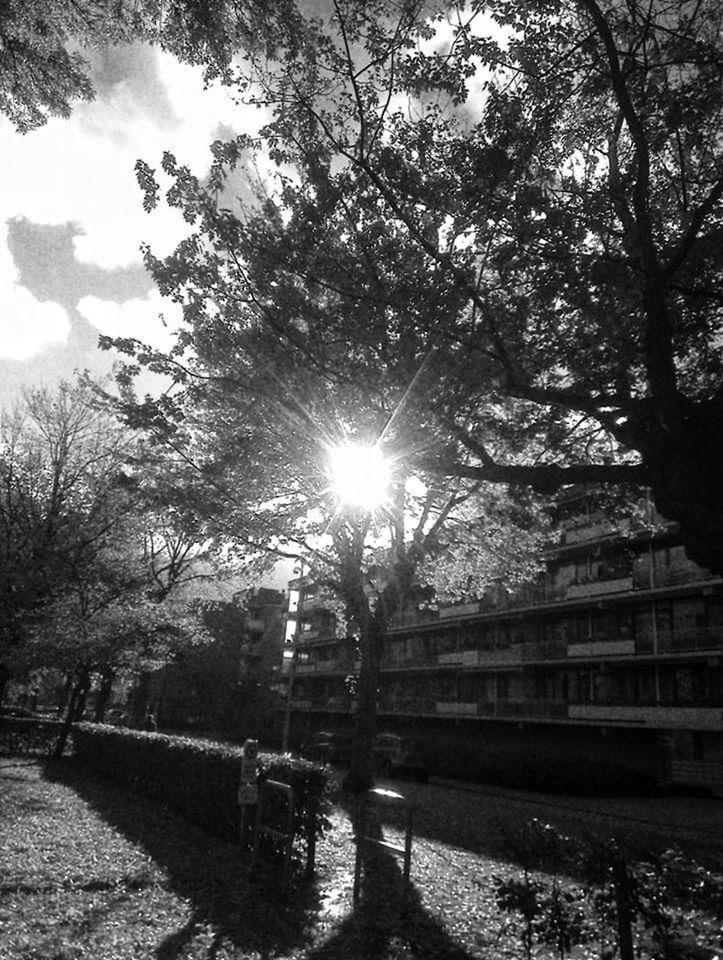 SUNLIGHT STREAMING THROUGH TREE IN PARK