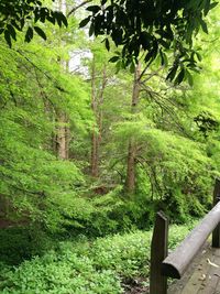 Trees in forest