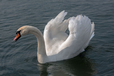 The beauty of a swan in a love period