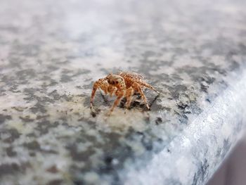 Close-up of crab