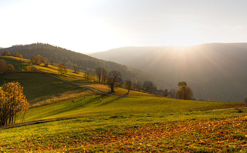 Scenic view of grassy field against bright sun