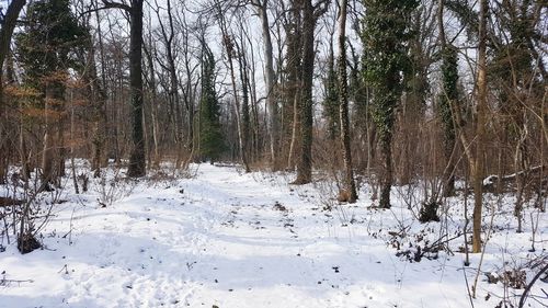 Bare trees on snow covered landscape