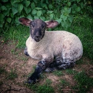High angle portrait of dog on grass