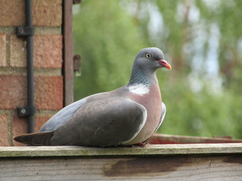 Close-up of pigeon perching on railing