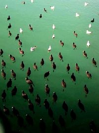 Close-up of birds