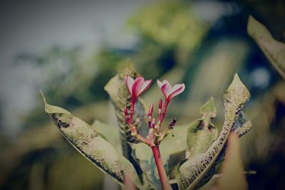 Close-up of pink flowers blooming outdoors