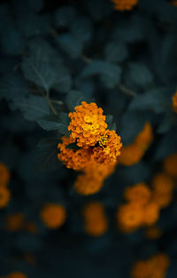 Close-up of yellow marigold flower