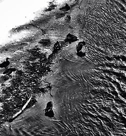 Reflection of trees in water