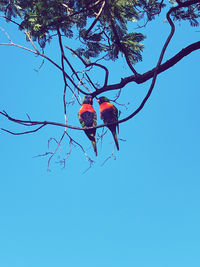 Low angle view of red berries on tree against blue sky