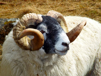 Portrait of a longhorn sheep