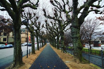 Walkway amidst trees in city against sky