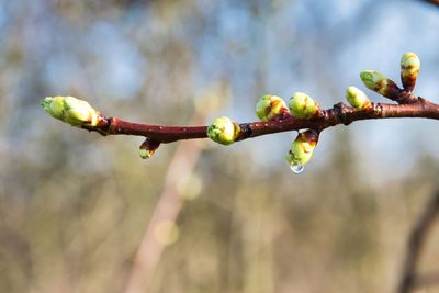 Close-up of buds on branch
