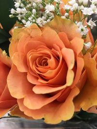 Close-up of roses