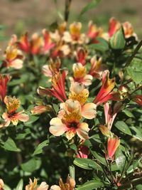 Close-up of flowers blooming outdoors