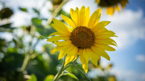 Close-up of yellow sunflower