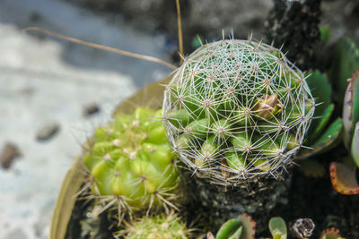 Close-up of succulent plant