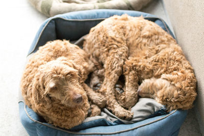 Close-up of dog sleeping on sofa