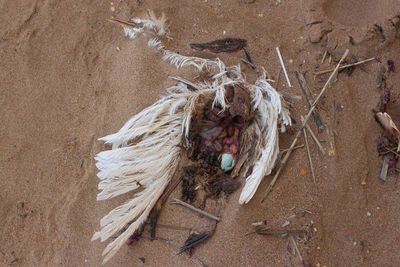 High angle view of crab on beach