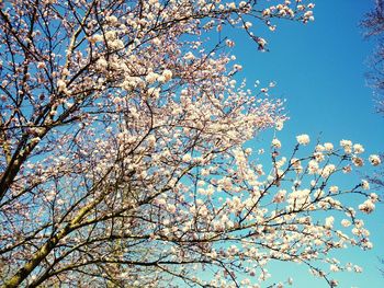 Low angle view of blooming tree against blue sky