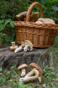 Mushrooms in basket on field