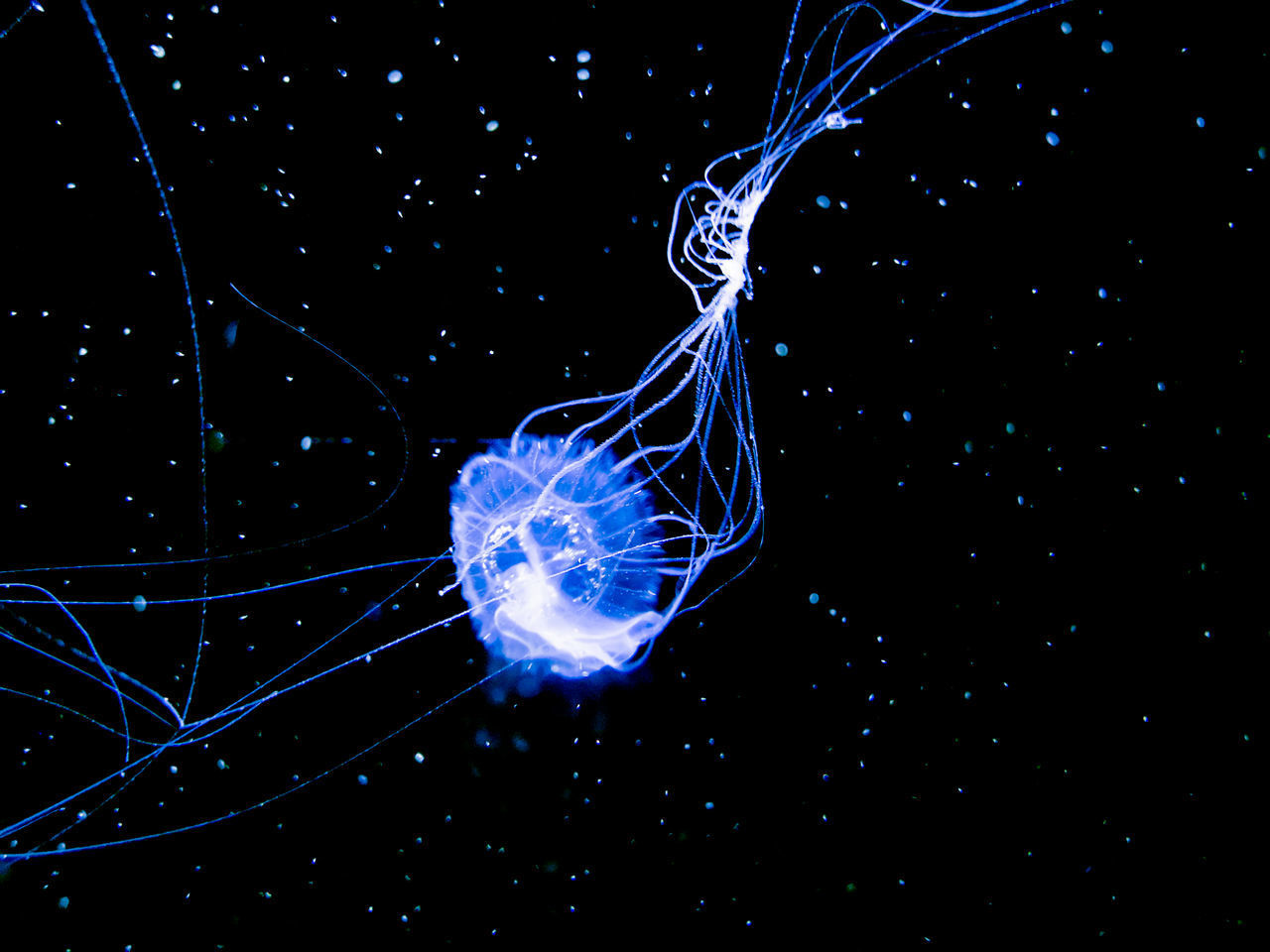 CLOSE-UP OF JELLYFISH UNDERWATER