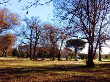 Bare trees on grassy field