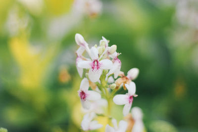 Close-up of flowers