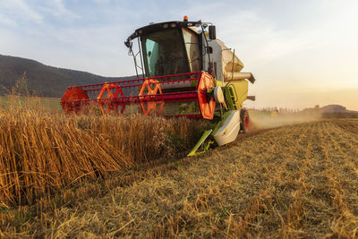 Organic farming, wheat field, harvest, combine harvester in the evening