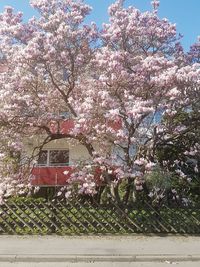 Pink flowers blooming on tree