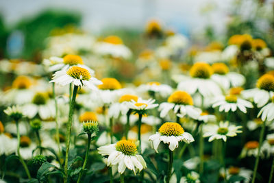 Coneflowers blooming in garden