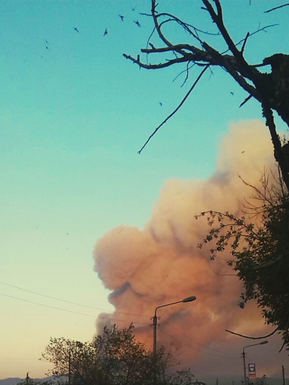 low angle view, silhouette, bare tree, tree, branch, sky, sunset, nature, tranquility, dusk, beauty in nature, bird, scenics, outdoors, clear sky, no people, blue, high section, tranquil scene, cloud - sky