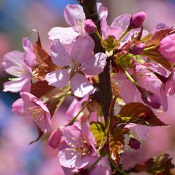 Close-up of pink cherry blossom