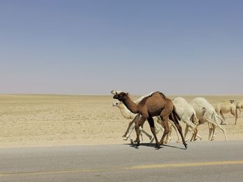 View of a horse on desert