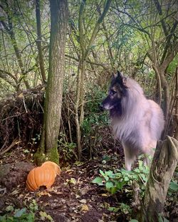 Horse in a forest